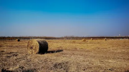 Casino Adrenaline Mobile App